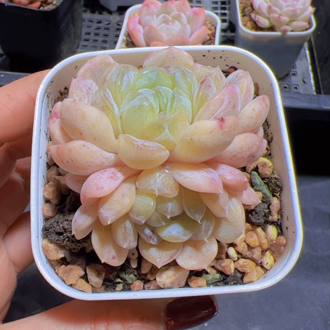 叮***猴新品，多肉植物