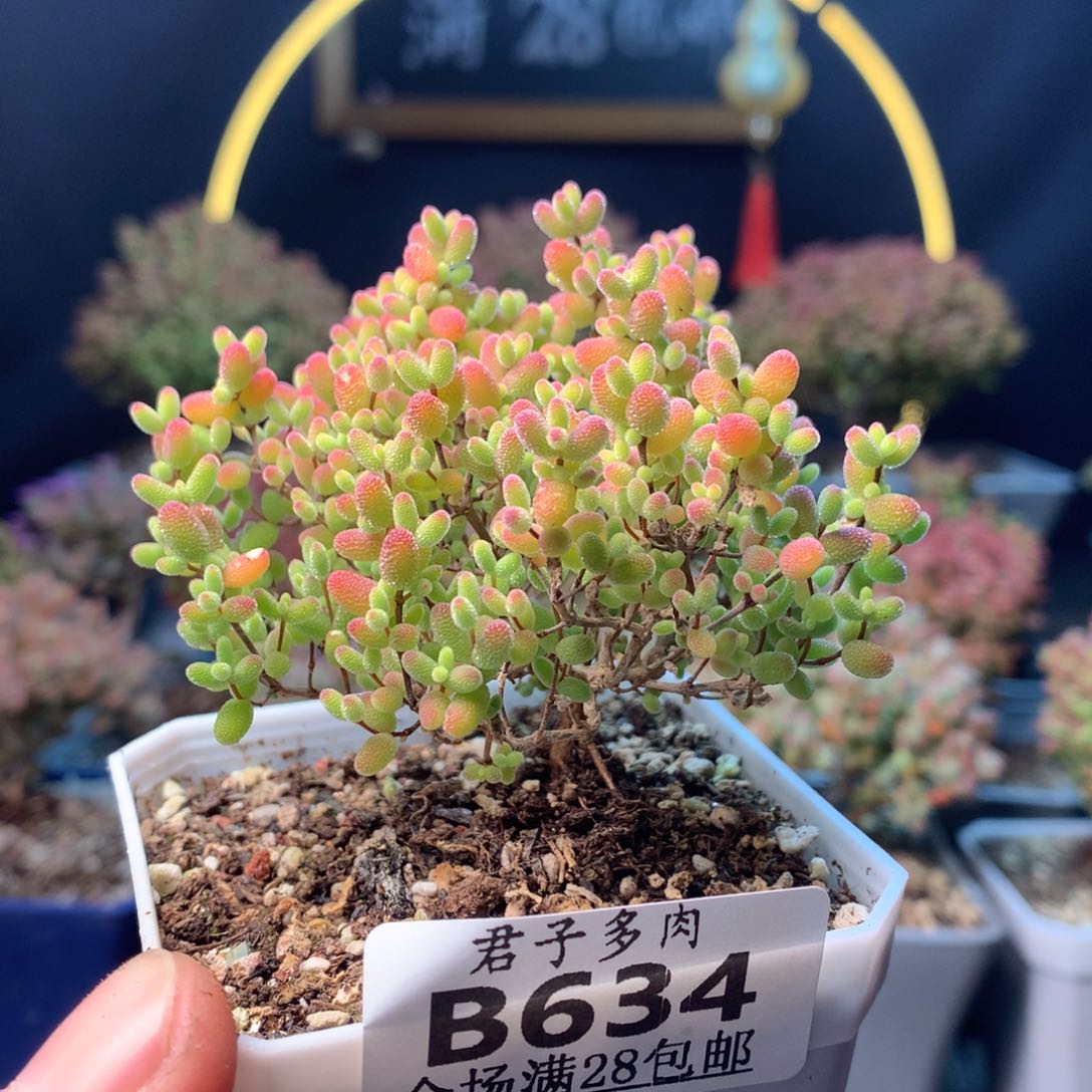 634蜜橘。        