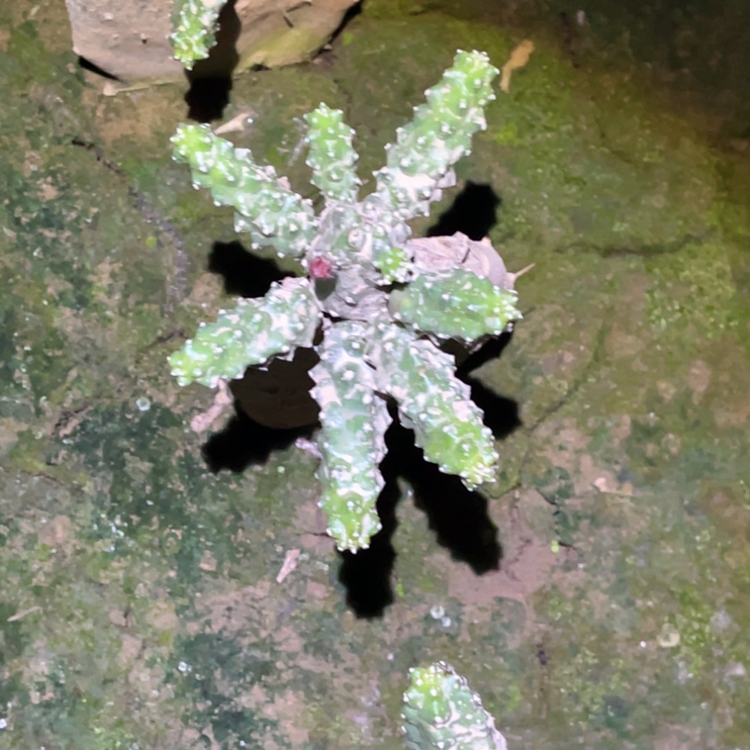 百***鸟水仙情郎 嫁接无根掉侧芽无售后