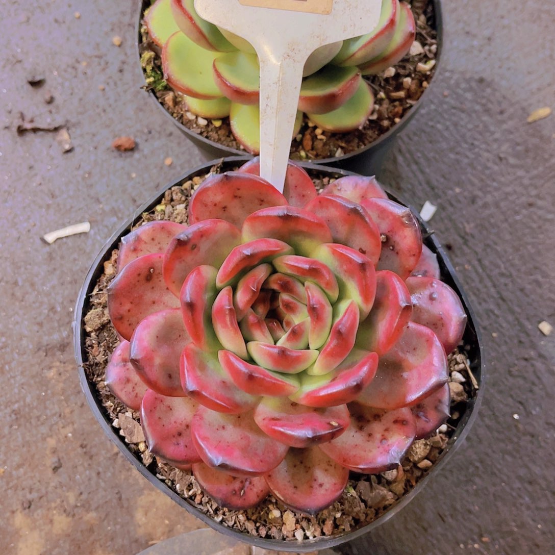 后****000000000000000622