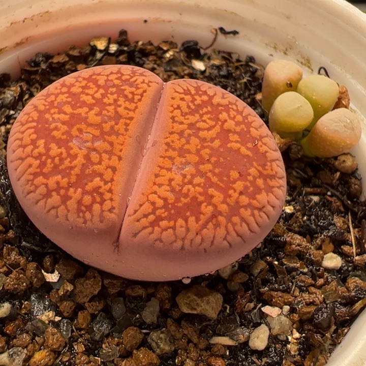 多肉植物百科143