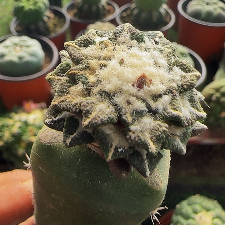 黑牡丹652仙人球