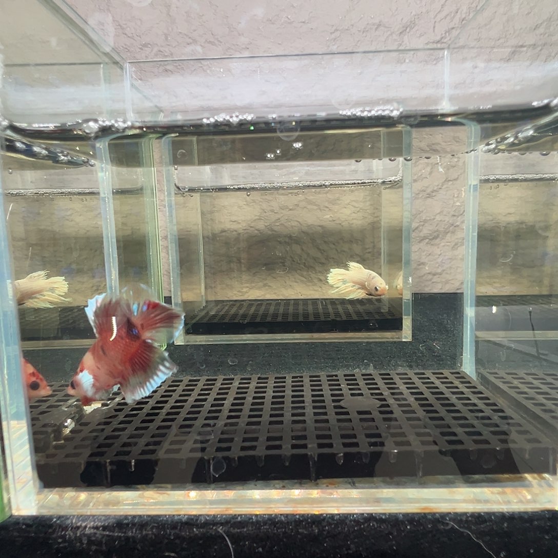 斗鱼阿浩泰斗9日25号