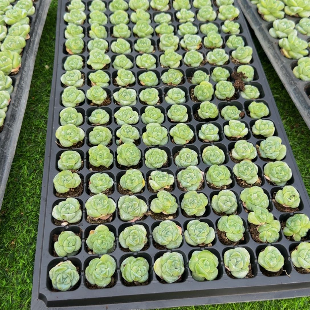 优***了一整盘128颗小琥珀冰玉