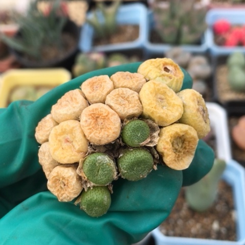 多肉肉锥 17头 紫花青团