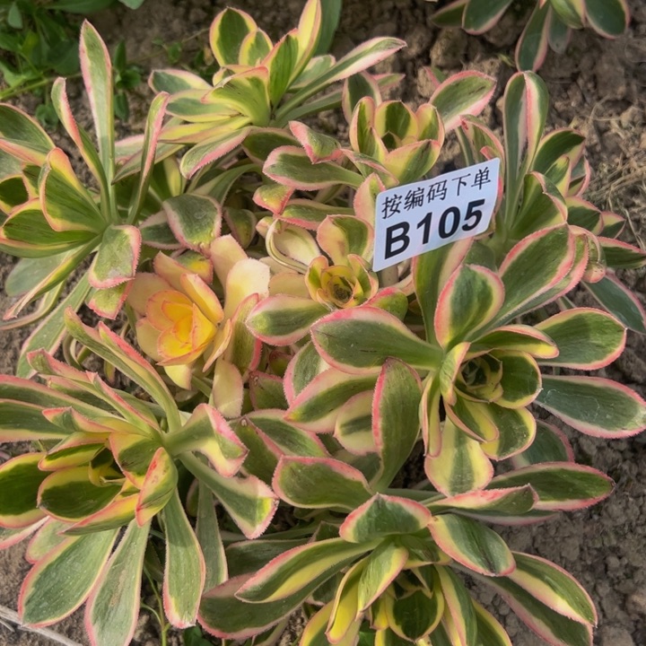 105燕子斤多肉植物