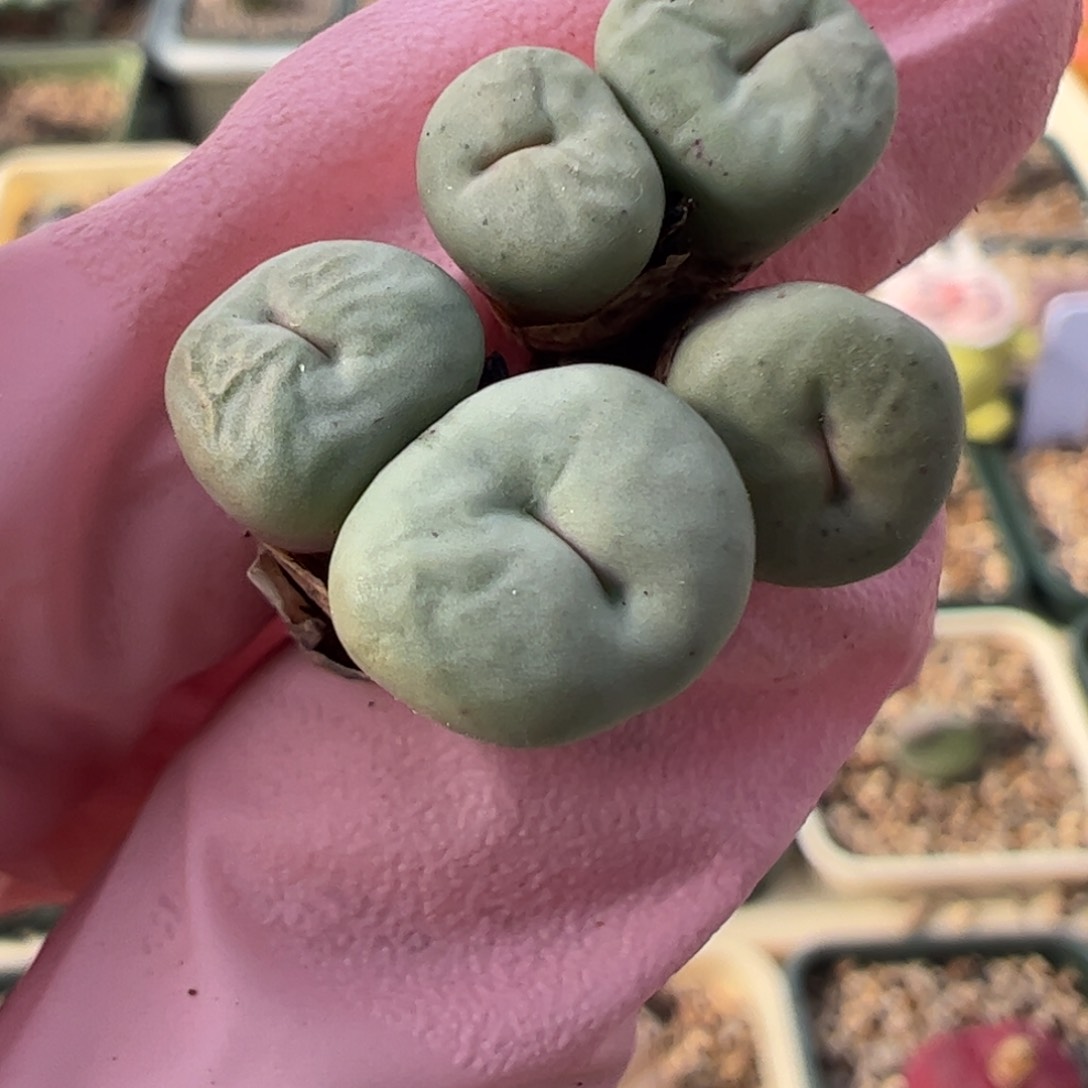 738 好看的多肉冲冲冲q