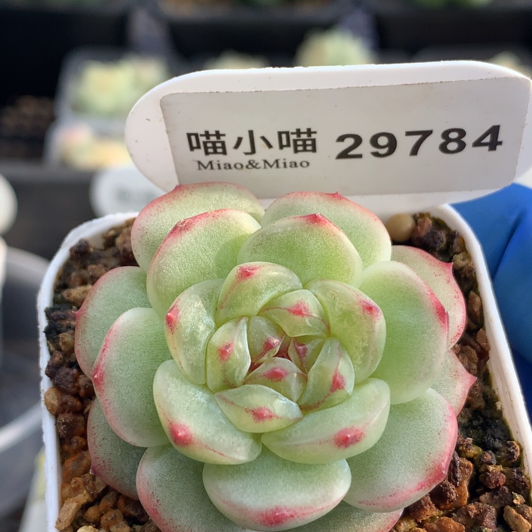 @***@多肉植物杂交珍妮