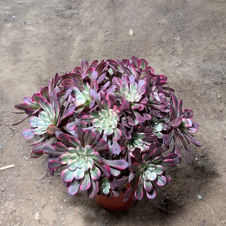 多肉植物黑金刚14