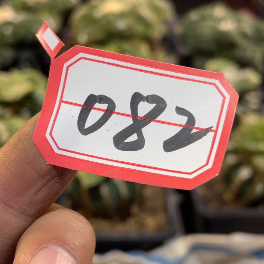 无花朵仙人球开花082