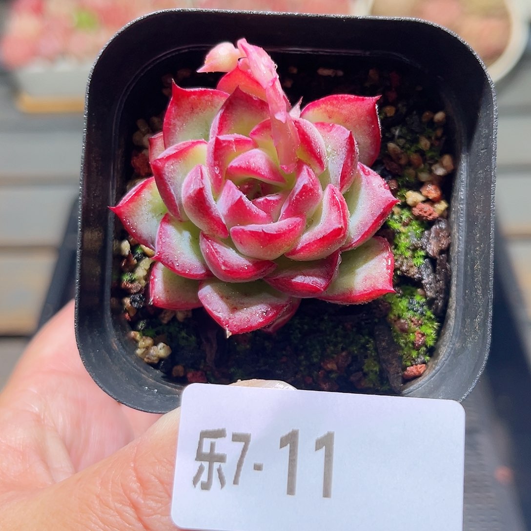 乐7-11 荷花单头 
