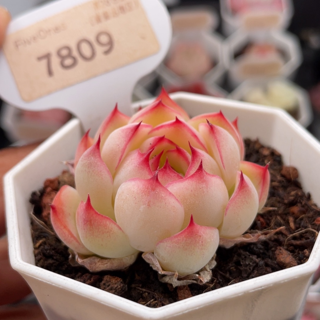 勾魂仙子7809-4.5厘米