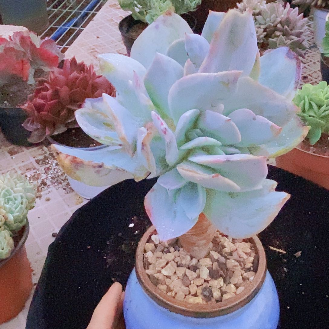 白凤朵朵缀多肉植物