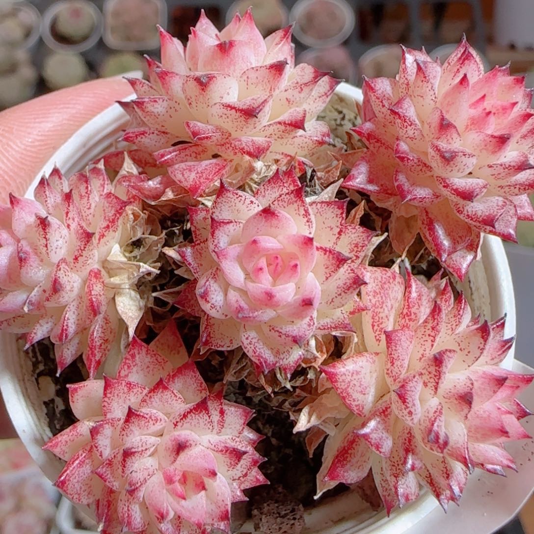 花语多肉0103-279整