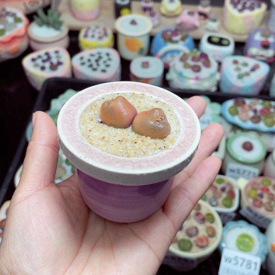 w5788 -零下地区拍保温箱-15支持寄养