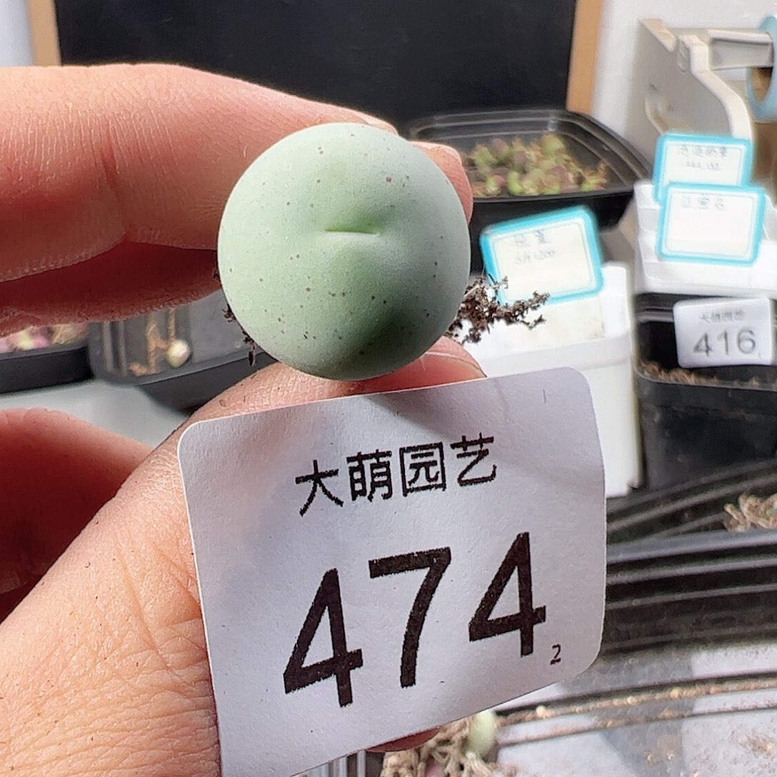 0000474 一物一拍……