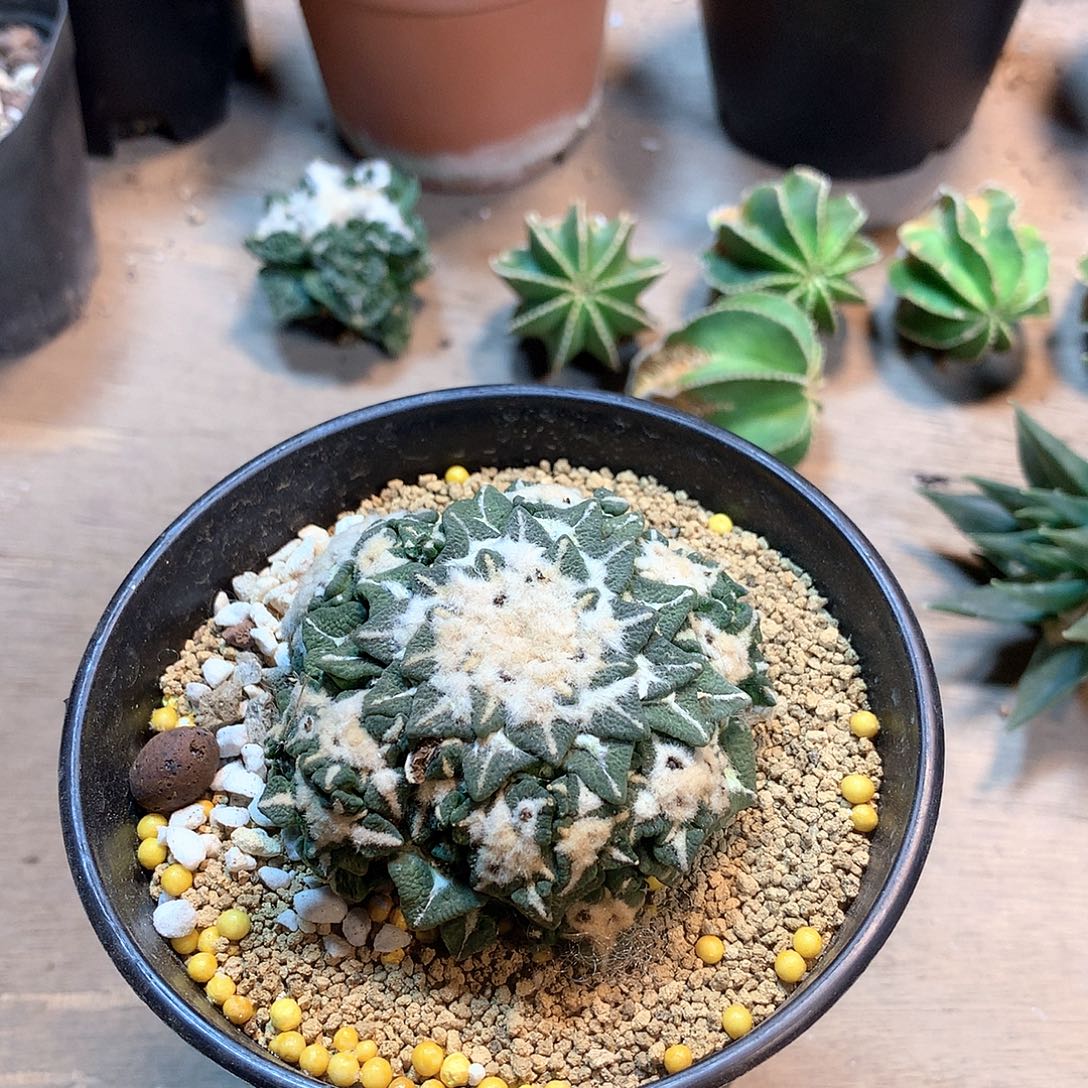 黑牡丹群                