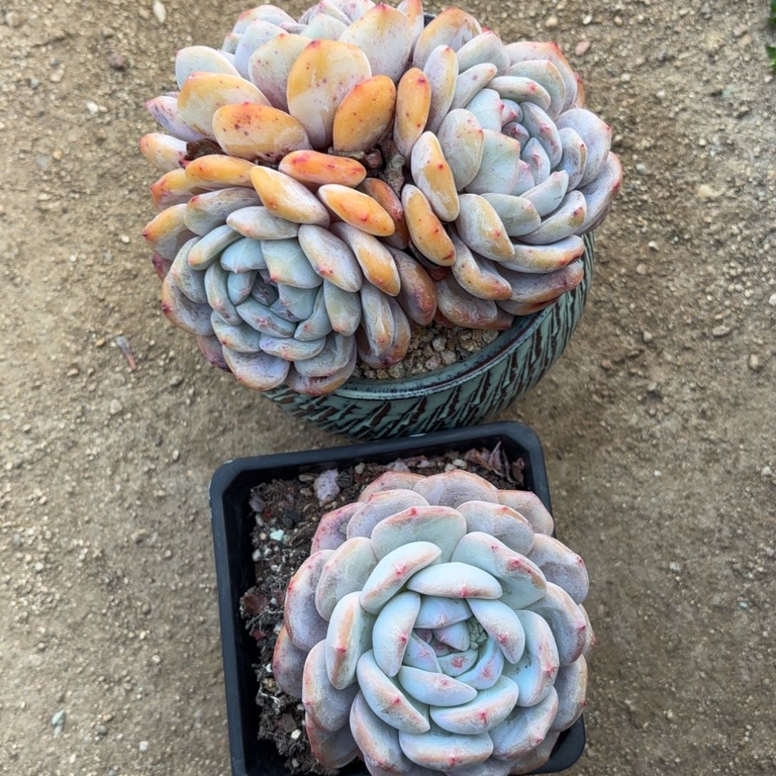 无花朵星影新年福利2颗11