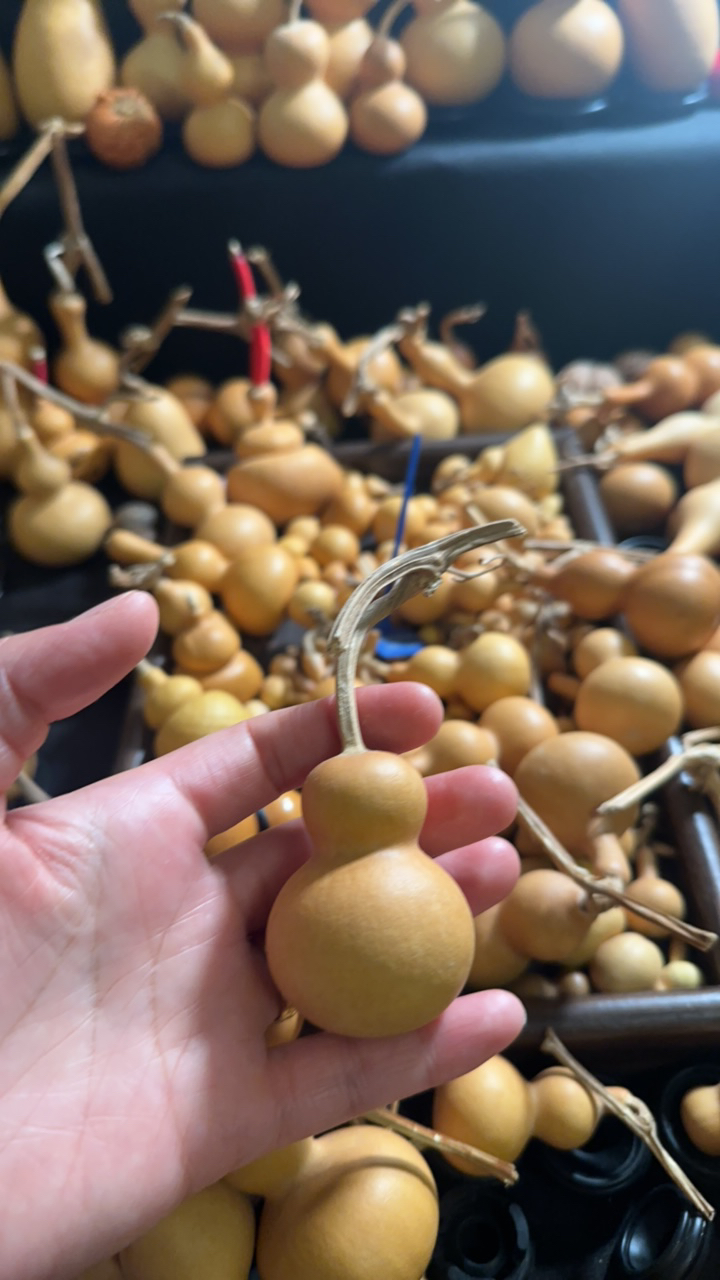 南瓜葫芦 小葫芦文玩拍