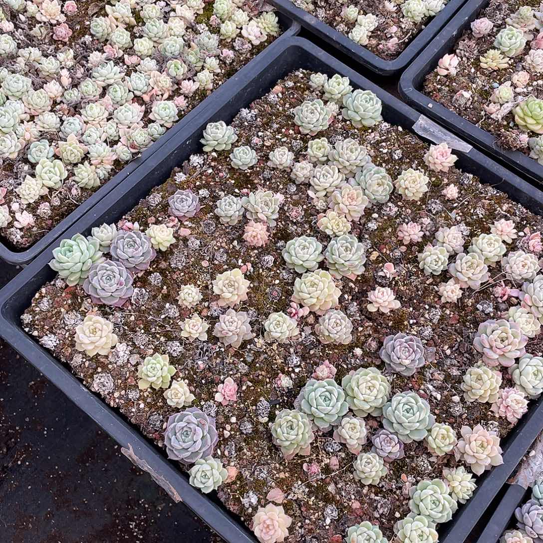 辞***348。 定。     切盒发货。        