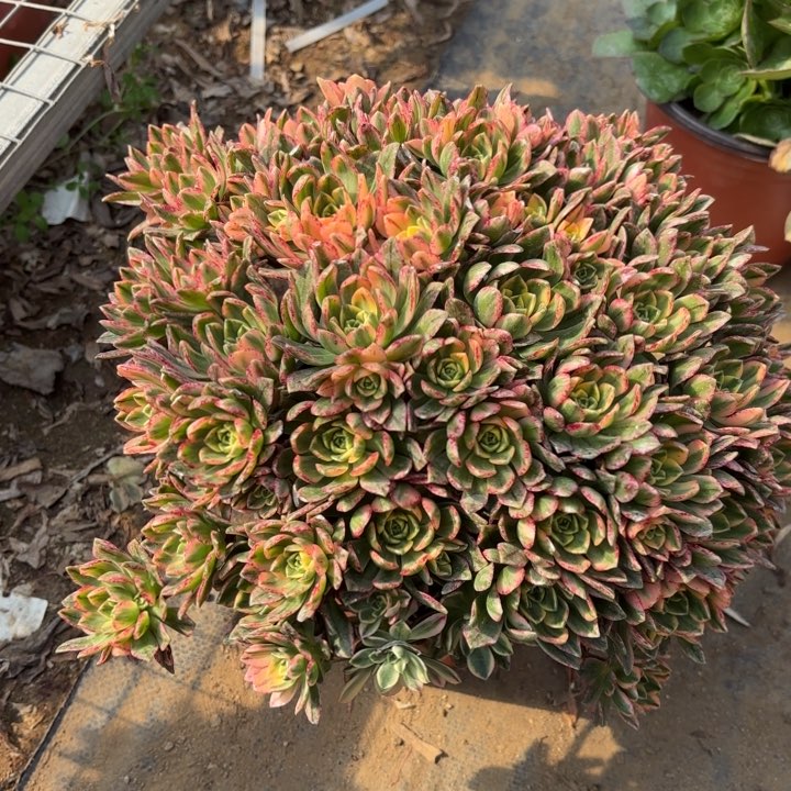 甜茶多肉法师3604