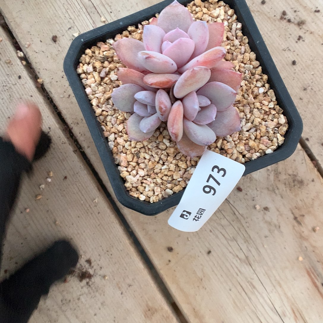 973奶茶多肉植物666