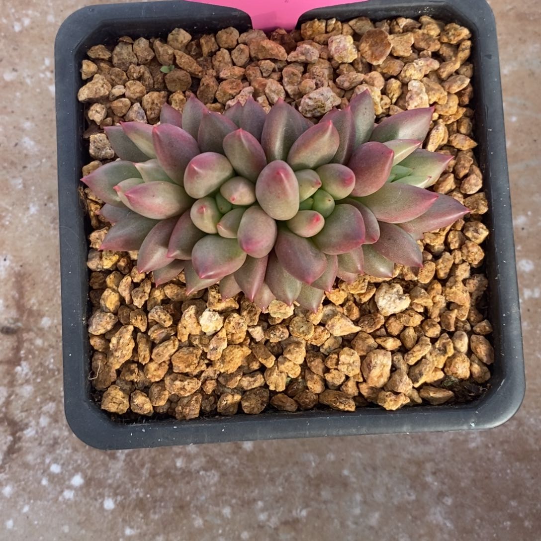 米其林一字马旺财旺财旺财