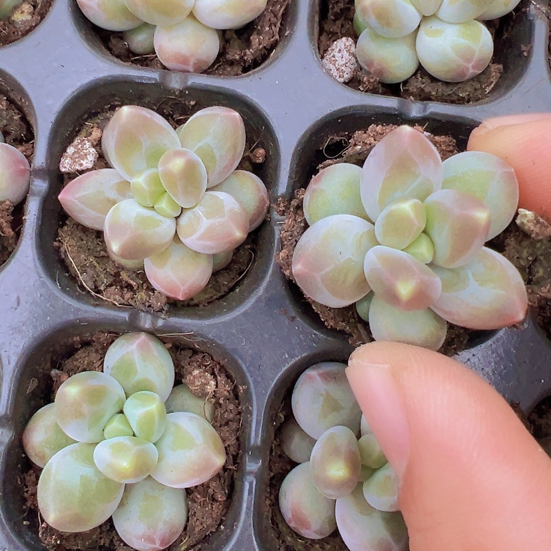 咖啡豆苗3颗多肉植物