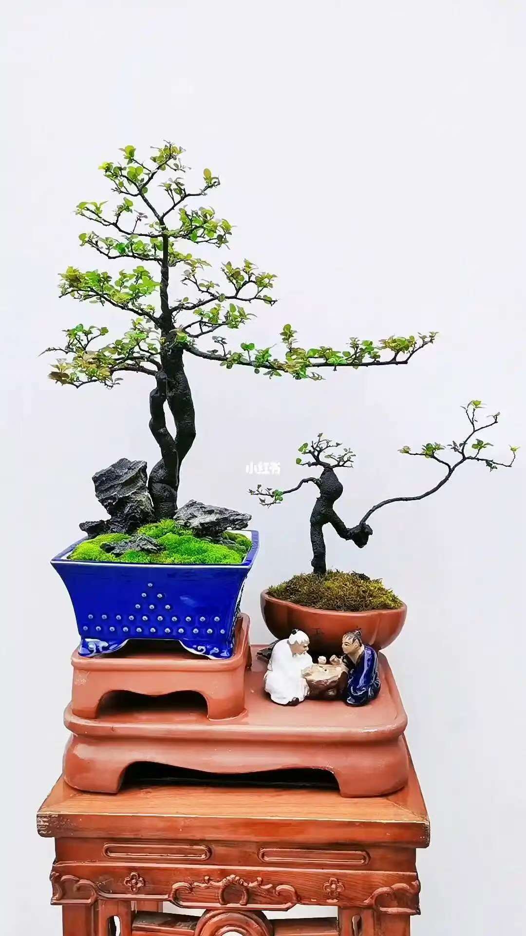 直播间精品金弹子盆景多种造型可选【38-298】