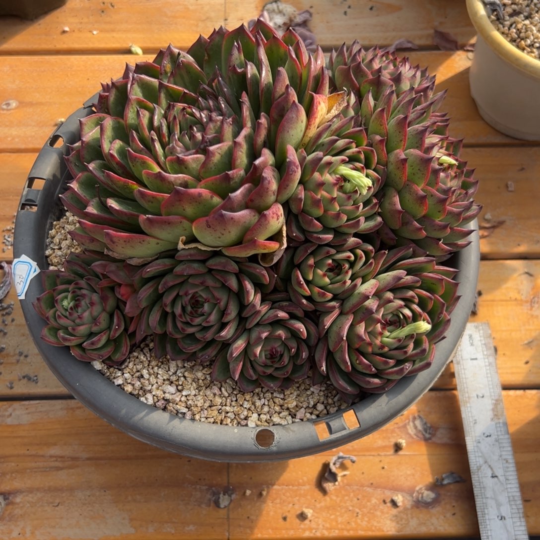 多肉大群月亮石【非偏远满18包邮】