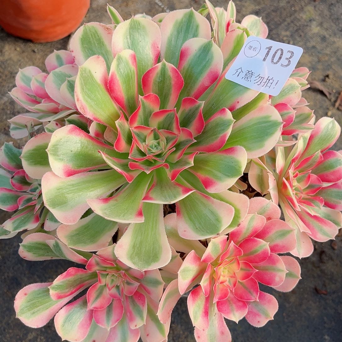 无花朵多肉植物103