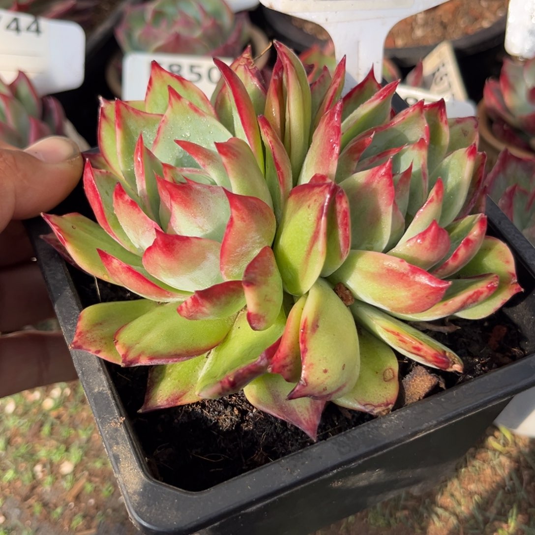 惊鸿一瞥774号多肉