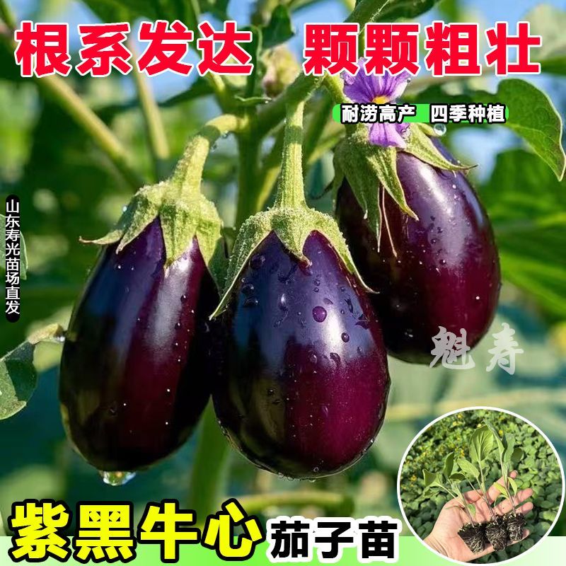 特大牛心紫罐茄子秧苗盆栽紫黑茄子苗圆茄子苗四季种植蔬菜苗