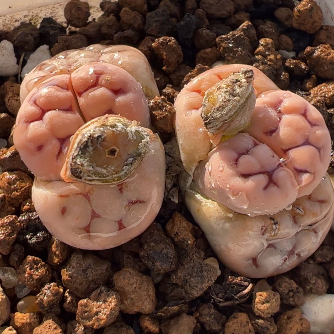 062多肉植物百科