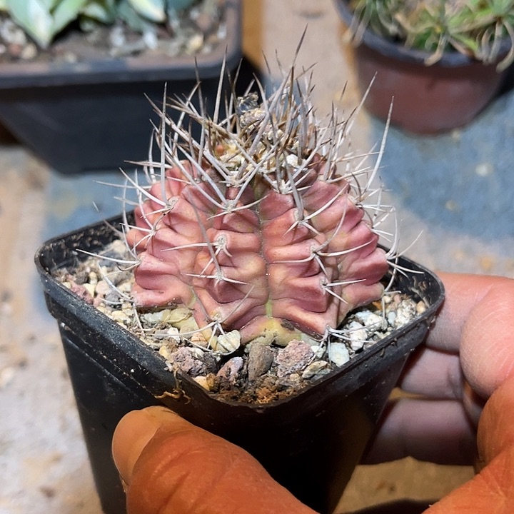 满38包邮2天凑单，脱土晾根发货多肉植物