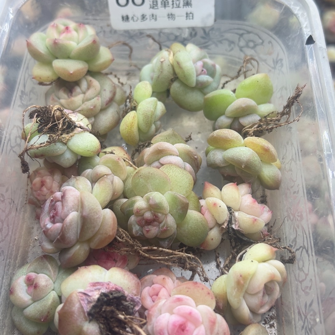 糖心多肉一物一拍68