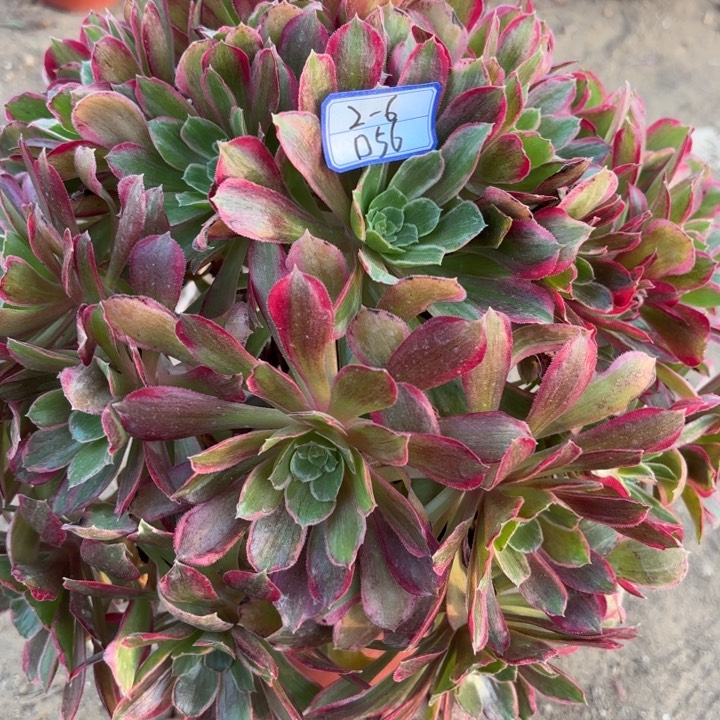 微***?青丝多肉断枝不包56