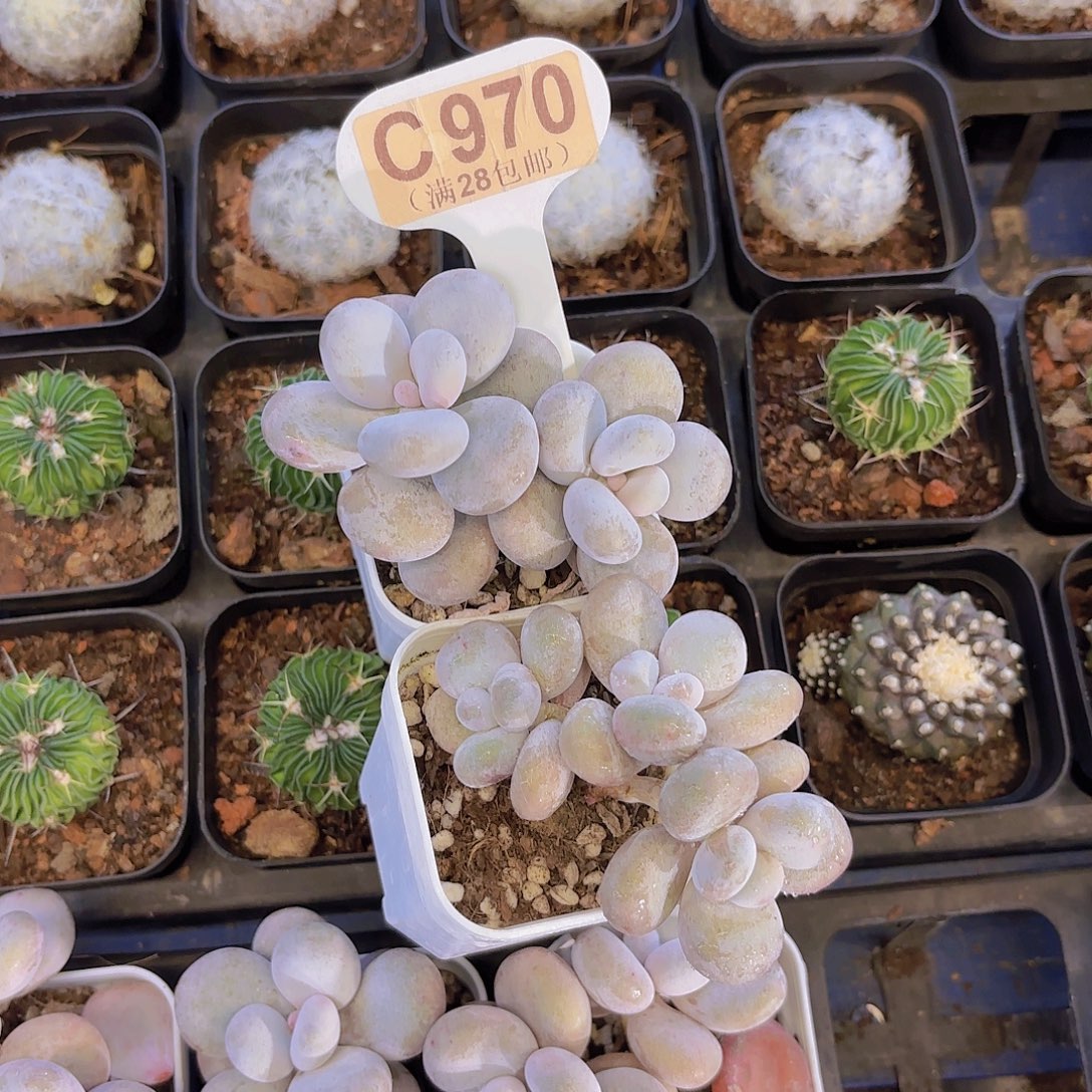 C970两颗文斯通一物一拍