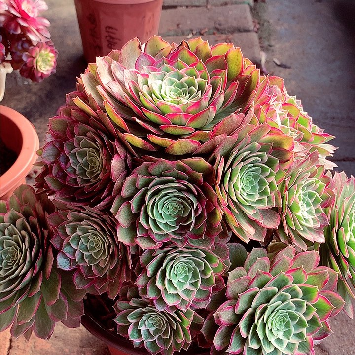 万彩灯，多肉植物