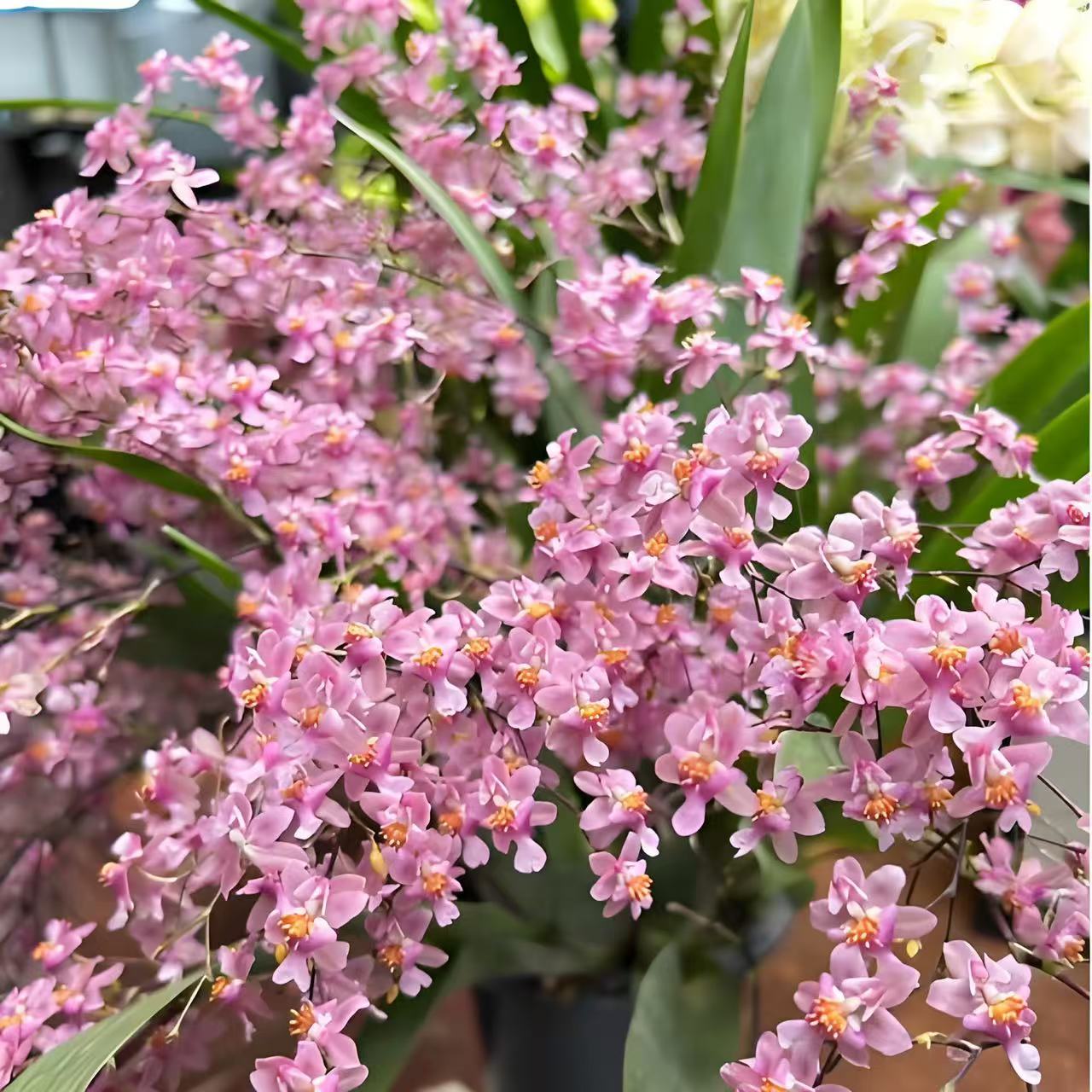  梦香兰【光宗粉】10花剑 开花带香味  新手好养护