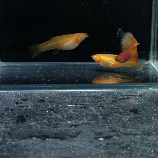 钢***儿孔雀鱼福利四款8888