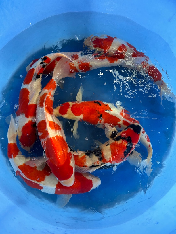 精品锦鲤鱼观赏鱼