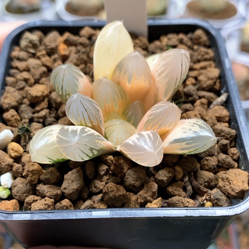 【闪购商品】11糊斑霓虹灯