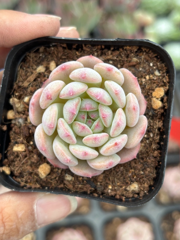 白胖子多肉植物满9.9米包邮