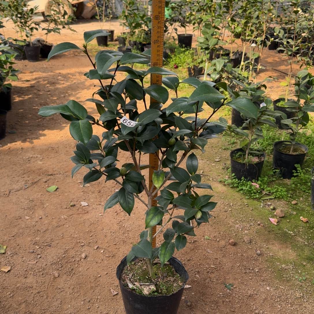 少量花朵（建议范围：2朵-5朵 或40%以下）652友之浦