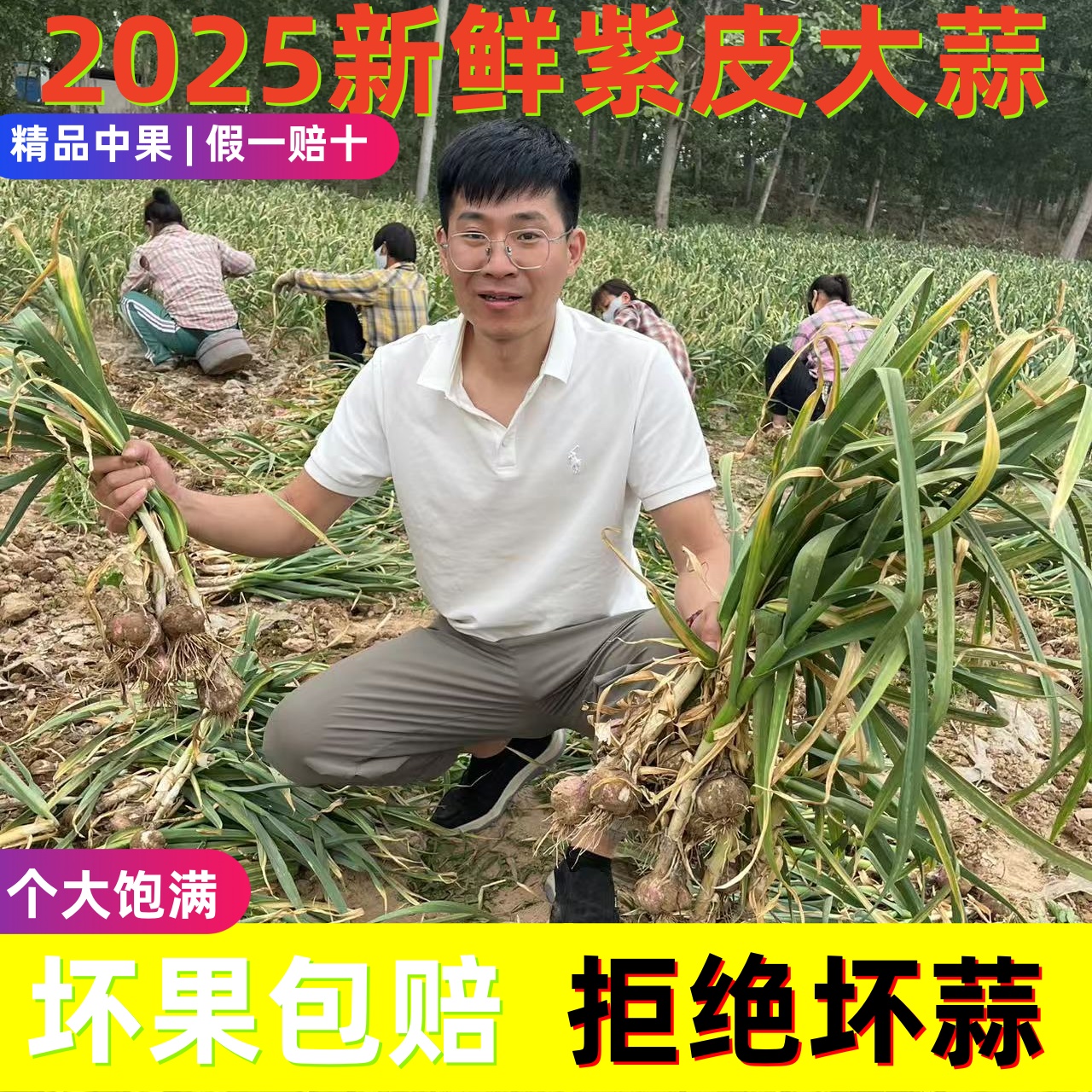 （性价比高）现挖新鲜紫皮大蒜鲜蒜湿蒜糖醋蒜腌蒜应季鲜紫皮鲜大蒜