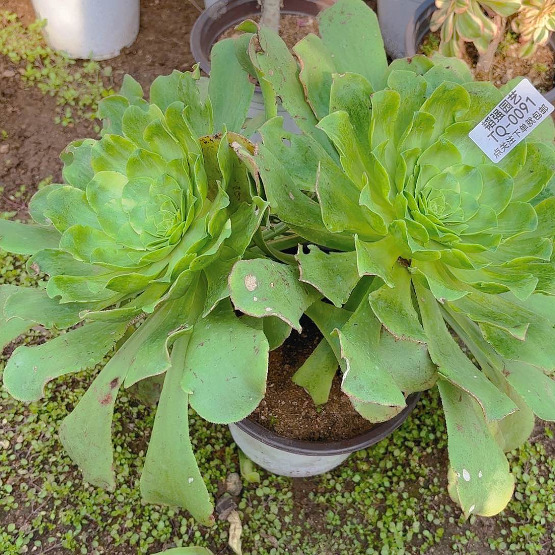 香炉盘黄锦多肉植物91