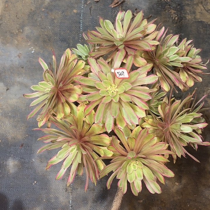 黄花梨507多肉植物