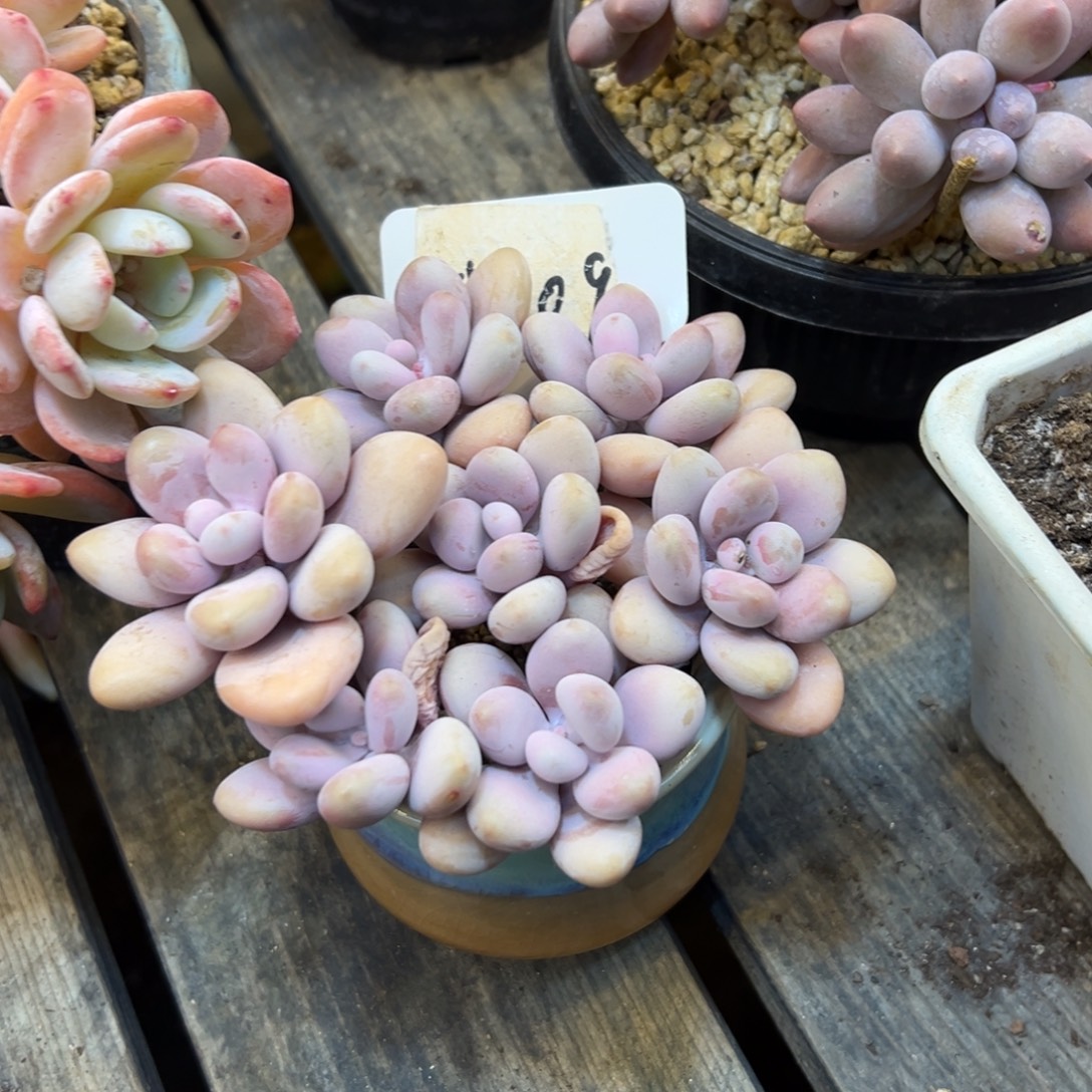  ***人桃蛋带盆一物一拍