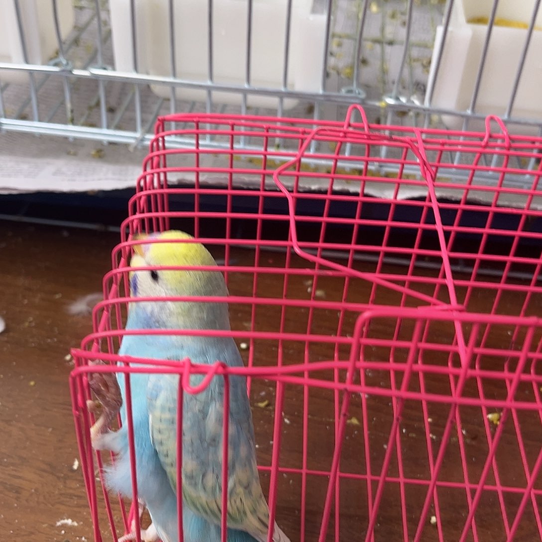 虎皮鹦鹉金彩鹦鹉